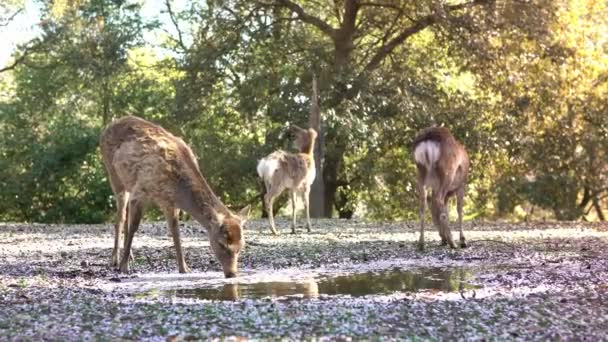 Sika Geyiği Bir Japon Nara Parkı Nda Özgürce Yaşar Bahar — Stok video