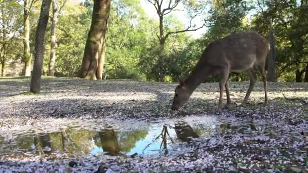 Los Ciervos Sika Viven Libremente Parque Japonés Nara Joven Salvaje — Vídeo de stock