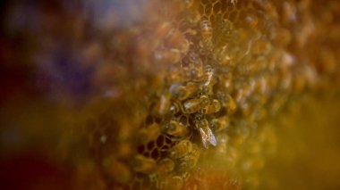 Arı kovanında bal peteğine üşüşen arı sürüsü. Arı kovanındaki bal hücreleri üzerinde çalışan arıların görüntüsü. Arı kovanı bal yapar..