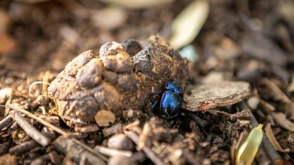 Escarabajo Estiércol Una Caca Japón Los Escarabajos Escarabajos Japoneses Azules —  Fotos de Stock