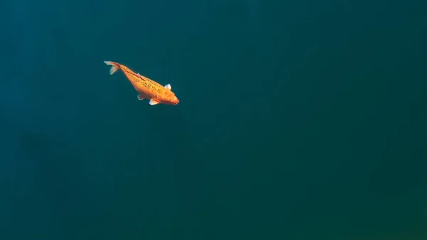 清流で泳ぐ鯉の姿が美しい カラフルな空想の黄金の鯉は青い水の表面に泳いでいます 池に浮かぶカラフルな装飾魚 上からの眺め — ストック写真