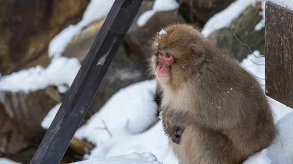 Snow Monkey Japanese Macaque Red Face Portrait Cold Snow Ice — Stock Photo, Image