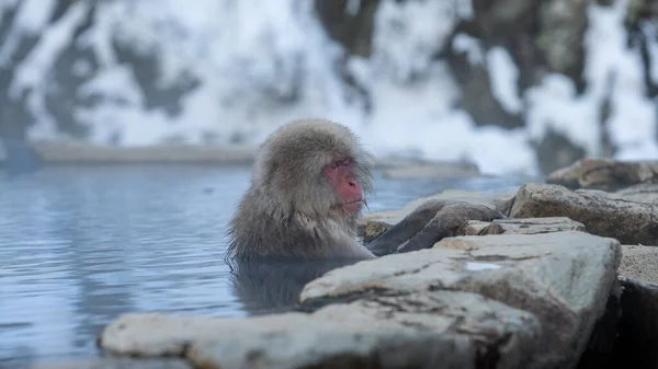 Jigokudani Monkey Park Oferece Aos Visitantes Experiência Ver Macacos Neve — Fotografia de Stock