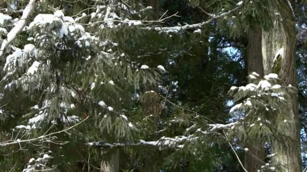 Αργή Κίνηση Των Πεύκων Που Καλύπτονται Χιόνι Την Παγωμένη Ημέρα — Αρχείο Βίντεο
