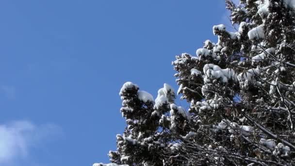 Langzaam Zicht Een Bedekt Met Vorstbomen Sneeuwverstuivingen Magisch Winterbos Prachtig — Stockvideo