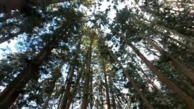 Güzel kış manzarasında, soğuk bir günde çam ağaçları karla kaplıdır. Japonya 'nın Nagano bölgesindeki Jigokudani' de kışın manzarası, ünlü bir gezgin Dan.