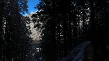 Karlar içinde donmuş ağaçlarla kaplı panoramik bir manzara. Büyülü kış ormanı. Japonya 'nın Nagano bölgesindeki Jigokudani' de güzel doğal manzara, ünlü gezgin Dan.