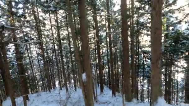Uitzicht Overdekte Met Vorstbomen Sneeuw Magisch Winterbos Prachtig Natuurlijk Landschap — Stockvideo