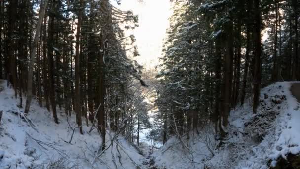 美しい冬のパノラマで霜の日に雪で覆われた松の木 長野県地獄谷の冬景色 有名な観光ダン — ストック動画