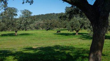 İspanyol boğa, Endülüs 'ün meşe ağaçları yakınlarındaki çayırlarda, İspanya sahasında. Büyük siyah boğalar güzel bir bahar gününde çayırda otluyorlar.