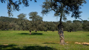 İspanyol boğa, Endülüs 'ün meşe ağaçları yakınlarındaki çayırlarda, İspanya sahasında. Büyük siyah boğalar güzel bir bahar gününde çayırda otluyorlar.