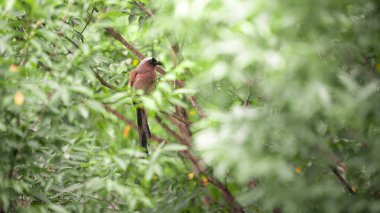 Himalaya sarmaşığı olarak da bilinen Gri Treepie, Taipei şehrindeki bir orman parkının dalına tünemiş ve dinleniyordu. Dendrocitta formosae Tayvan 'ın hepçil kuşudur..