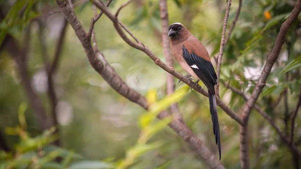 Himalaya Sarmaşığı Olarak Bilinen Gri Treepie Taipei Şehrindeki Bir Orman — Stok fotoğraf