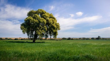 Tarlada ve kırsal alanda mavi gökyüzü arka planına sahip sıradan bir meşe ağacının bahar yaprakları. Quercus robur 'lu bir dağ manzarası, İspanya' da güzel bir manzara.