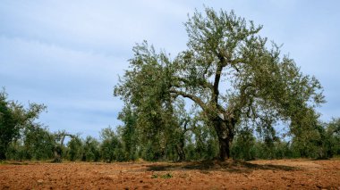 İspanya 'nın güneyindeki Endülüs' te zeytinyağı üretimi için taze zeytin topladım. Gökyüzü bulutlu, zeytin ağacının geleneksel fidanlığı.