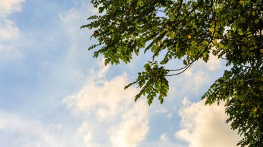 Ağaçların dalları bulutlu mavi gökyüzüne karşı, alt manzara. Düşük açılı kopyalama alanı olan doğal yeşil ağaç arkaplanı. Taze yeşillik sahnesi ve metin, çevre ekolojisi konsepti