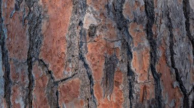 Avrupa 'nın çam ağacı gövdesi. Eski ağacın kahverengi kabuğu arka plan için orijinal doğal dokudur. Tasarım için doğa konsepti. Kırsal ağaç arka planı. İspanya, Seville 'de Pinus Pinea.