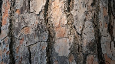 Avrupa 'nın çam ağacı gövdesi. Eski ağacın kahverengi kabuğu arka plan için orijinal doğal dokudur. Tasarım için doğa konsepti. Kırsal ağaç arka planı. İspanya, Seville 'de Pinus Pinea.
