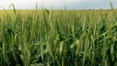 İspanya 'nın kırsal kesimlerinde olgunlaşan yeşil buğday tarlaları. Güneşli bir günde tarım çiftliğinde buğday kulakları büyüyor. Olgunlaşmamış tahıllar. Tarım arpası kavramı