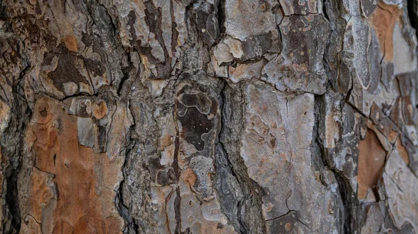 Pedra Tronco Pinheiros Europa Casca Marrom Árvore Velha Como Textura — Fotografia de Stock