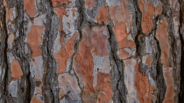 Pedra Tronco Pinheiros Europa Casca Marrom Árvore Velha Como Textura — Fotografia de Stock