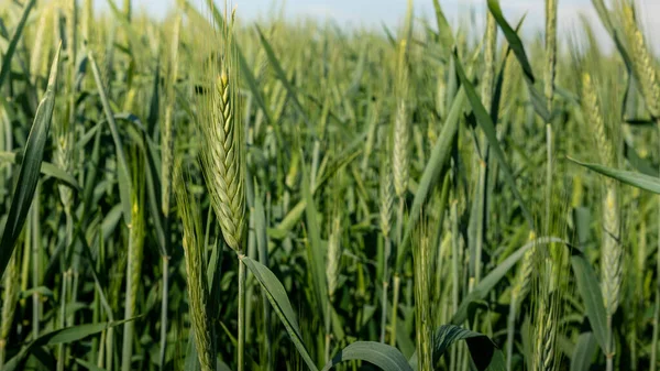 Krásná Zrající Úroda Zelené Pšenice Travnaté Krajiny Venkově Španělsku Pšeničné — Stock fotografie