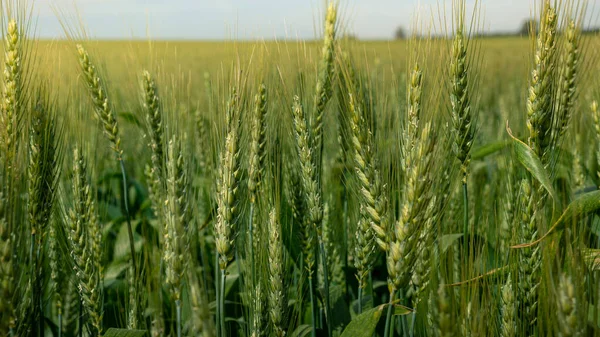 Schöne Reifeernte Von Grünem Weizen Landschaft Auf Dem Land Spanien — Stockfoto