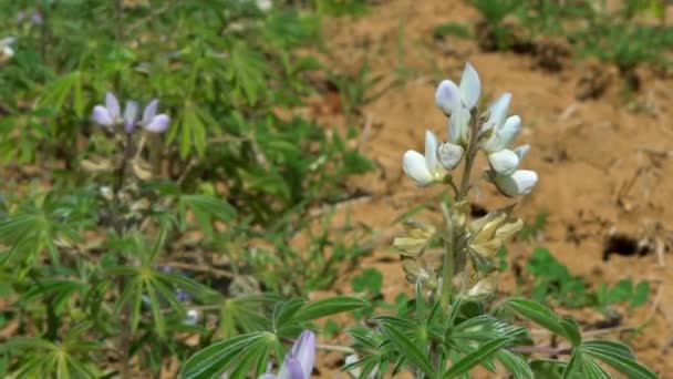Çiçek Açan Lupin Çiçeğinin Yavaş Hareketi Tarım Alanında Mor Mavi — Stok video