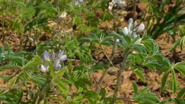 Lento Movimento Flor Tremoço Florescente Lupinus Com Flor Roxa Azul — Vídeo de Stock