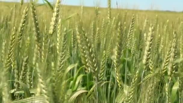 Langzame Rijping Van Prachtige Groene Tarwe Landschap Het Platteland Van — Stockvideo