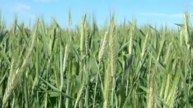 İspanya 'nın kırsal kesimindeki güzel olgunlaşan yeşil buğday tarlalarının yavaşlaması. Tarımsal tarlalarda buğday kulakları büyüyor. Olgunlaşmamış tahıllar. Sağlıklı beslenme ve organik gıda kavramı