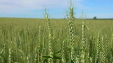 İspanya 'nın kırsal kesimindeki güzel olgunlaşmış yeşil buğday tarlaları. Güneş gününde tarımsal tarlalarda yetişen buğday kulakları. Olgunlaşmamış tahıllar. Sağlıklı beslenme ve organik gıda kavramı