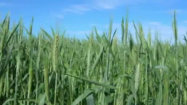 Сільській Місцевості Іспанії Росте Багато Зеленої Пшениці Росте Чудовий Врожай — стокове відео