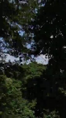 Asya 'daki dönüşlerle Dağ Yolu' ndan Orman 'a gidiyoruz. Yangmingshan Dağları Ulusal Parkı, Tayvan 'da aydınlık bir yaz gününde boş bir yolda araba sürmek