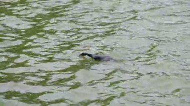 Sakin bir göl yüzeyinde yavaşça süzülen karabatak doğal gün ışığı altında yansıtıcı yeşil suda hafif dalgalanmalar yaratıyor.