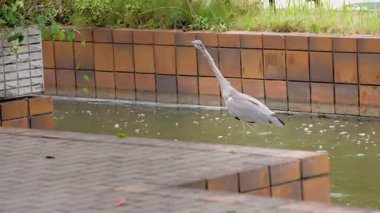 Japonya, Fukuoka, Ohori Parkı 'ndaki sakin bir gölette havalanan bir balıkçıl görülüyor. Doğal yansımaları ve gün ışığının hareketini güçlendiriyor.