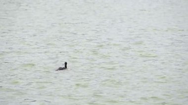 Gölden kalkan bir karabatağın yavaşça hareket etmesi kanatlarını açması ve parlak yansıtıcı yüzeyde zarif bir hareketle sıçramalar yaratması.