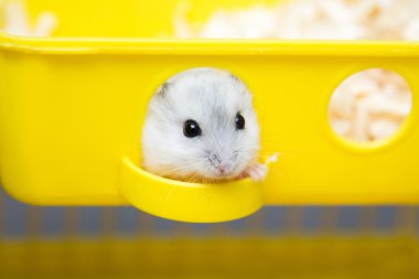 pencereden dışarı bakmak şirin hamster