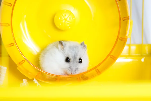 Active hamster running on a wheel — Stock Photo, Image