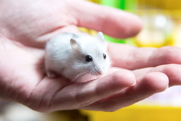 Uomo che tiene un piccolo, bellissimo criceto — Foto Stock