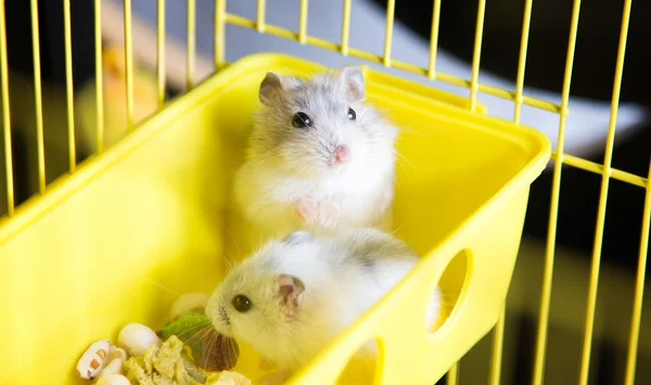 Schattig Jungar hamsters in een kooi — Stockfoto