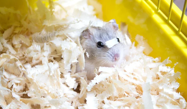 Schattig Jungar hamster in zaagsel — Stockfoto