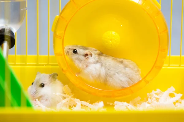 Jungar hamster running in the wheel — Stock Photo, Image