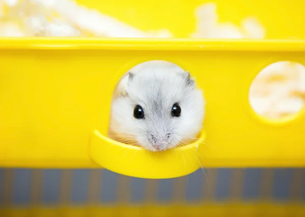 Hamster bonito espreitando pela janela — Fotografia de Stock