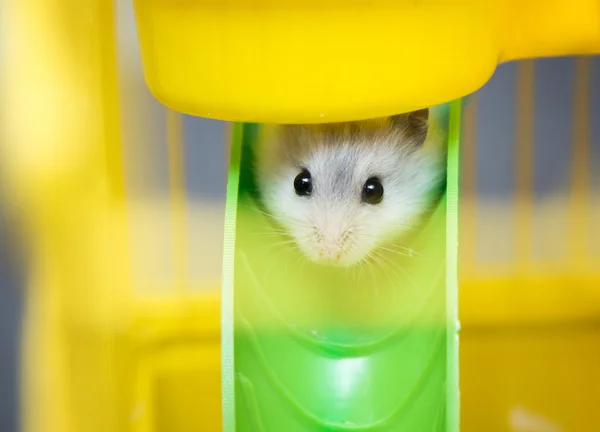 Söta Jungar hamster i en bur — Stockfoto