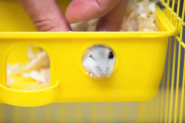 Schattige hamster gluren uit het raam — Stockfoto