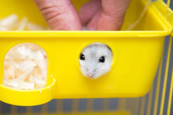 Cute hamster peeking out of the window — Stock Photo, Image