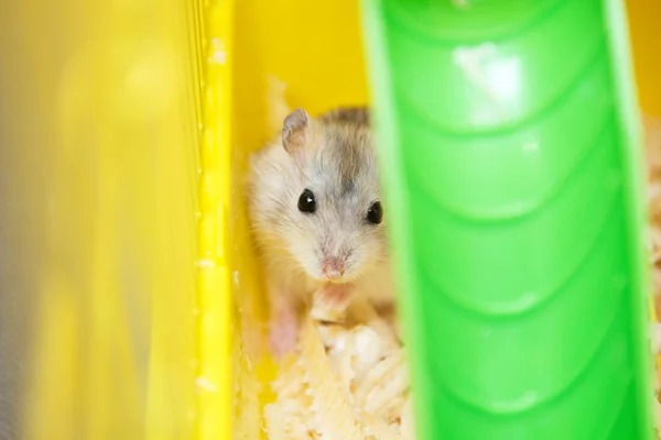 Schattig Djungarian hamster in een kooi — Stockfoto