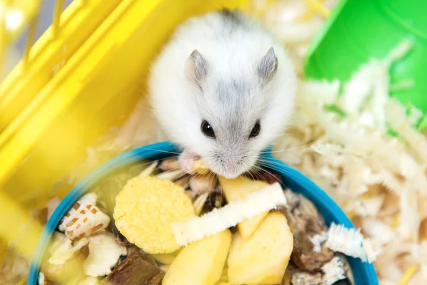 Schattige hamster eten in kooi — Stockfoto
