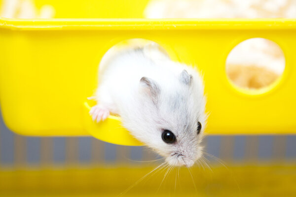 Cute hamster peeking out of the window Stock Picture